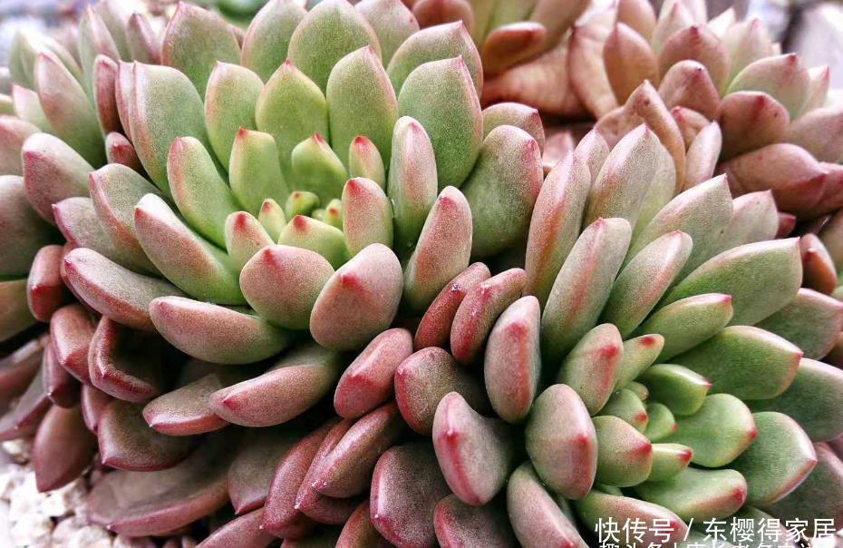 红宝石|大家哪种多肉养得最好?虽然我的多肉不少,但最满意的还是红宝石