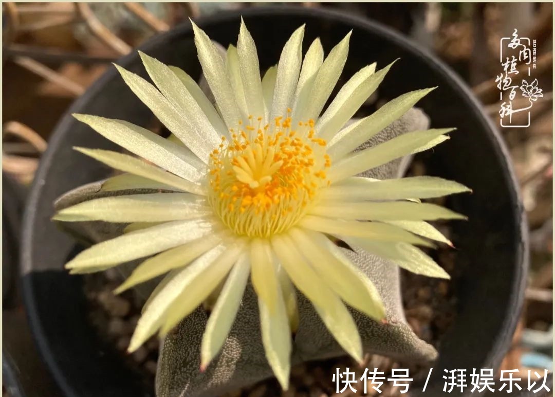 遇见即美,花事未荼蘼!种一桌子多肉,看花开花落!