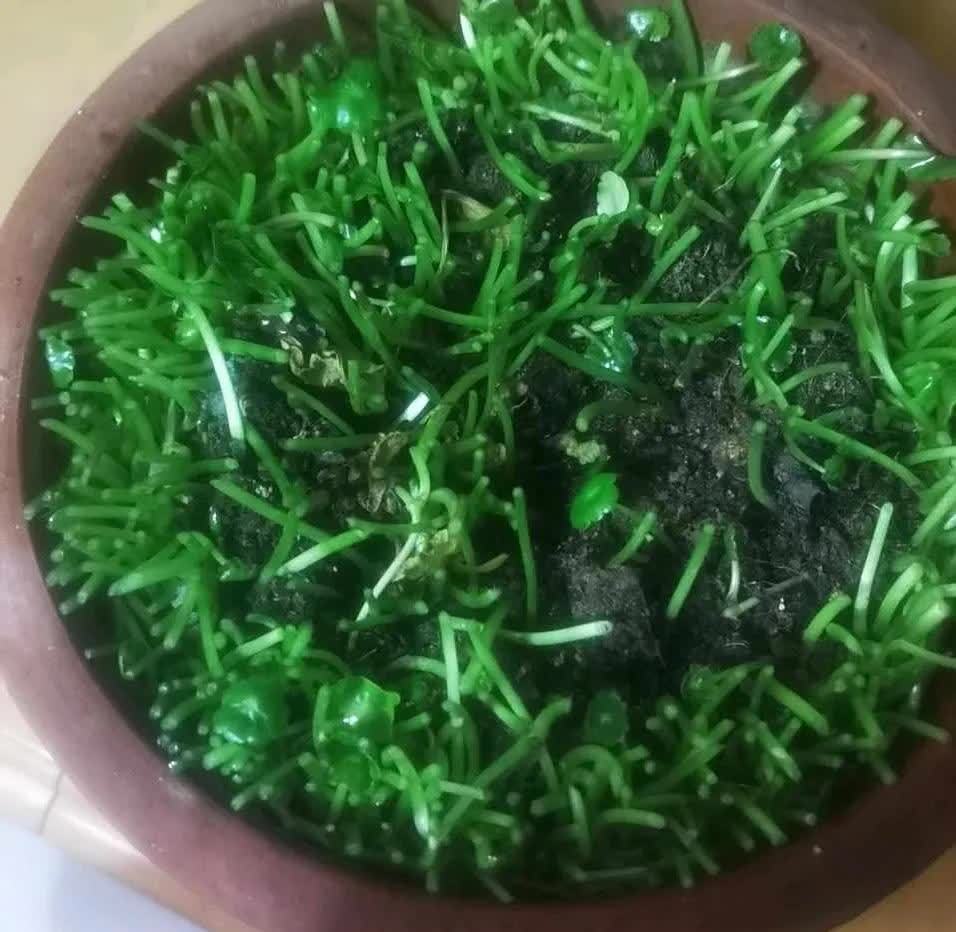 这些花要舍得剪,“旧颜换新貌”,越剪叶子越绿