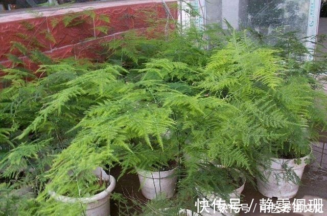 叶子绿油油|这几种花是酒鬼,浇水兑点啤酒水,叶子绿油油!