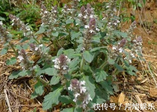 椭圆形|这种野草在乡下叫“夏枯草”,对于头昏目眩有帮助,遇见要珍惜