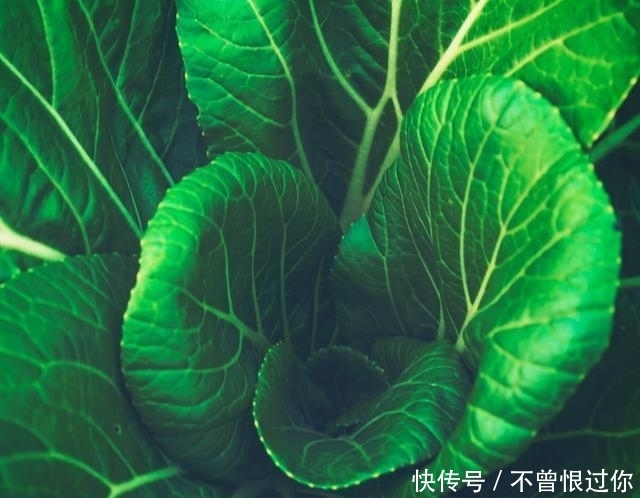 知道怎样把青菜炒得翠嫩不发黄? 牢记这几点就行了