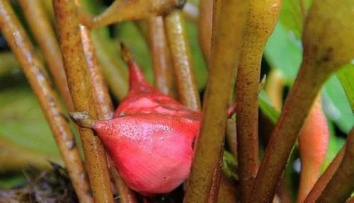 有益健康|想长寿要先会吃，3种食物必不可少，排毒养颜，有益健康！