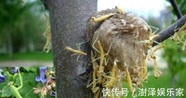 价值|俗称“拦狗尿”，若在桑树上见到赶紧拿回家，如今价值不菲