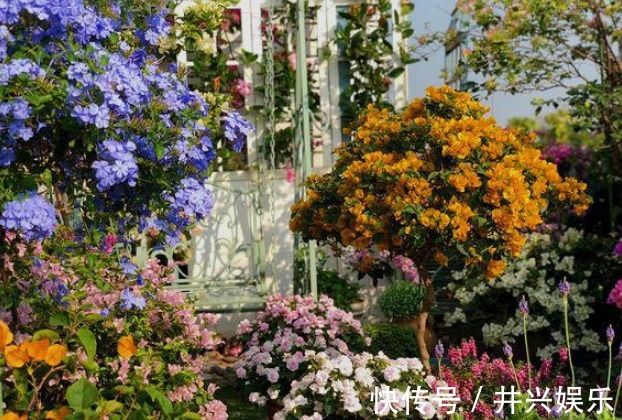 她在露台养了一种花,全年花开不断,犹如仙境,收获了近10万粉丝