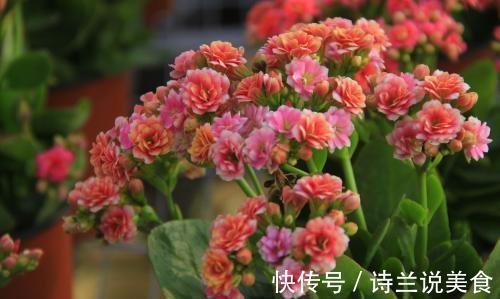 冬天|冬天养长寿花、茶花,盆里丢点“它”,肥力大还透气,花开爆盆!