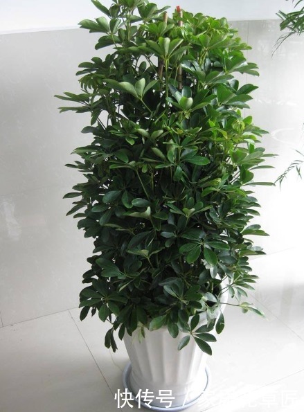 二手烟|吸烟有害健康,这几种花可是救命稻草呢,还不赶快养起来