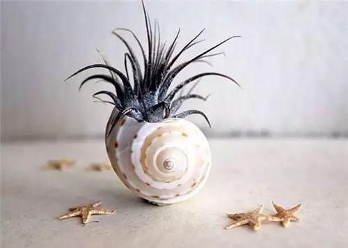 养花|除了花盆之外，这些东西也是绝佳的养花神器，你用过吗？