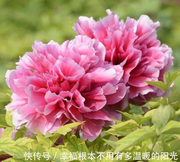 喜欢在家中养护花卉，就选择开花量大的花卉，花色艳丽，满屋飘香