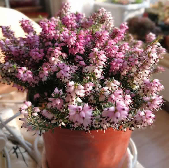 1盆开500朵,这花量大压断枝,一年能开5个月,南北都适合种