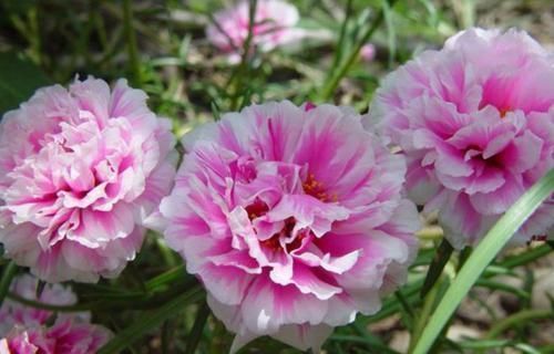 新手养花,不如养5盆“花中精品”,花开艳丽多姿,美艳可人