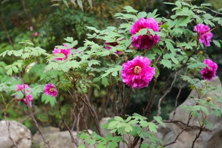 盆栽|3款值得盆栽的“长期花”,年年开花200多天,花朵个大色泽艳丽