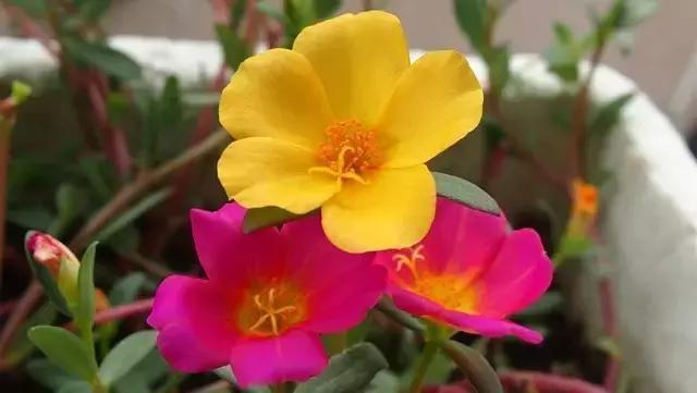 这些花卉太阳越大,花开越鲜艳,最适合夏季来养了!