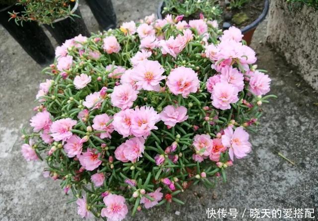 叶子|这3种花一到冬天就装死,叶子烂掉也别扔,放那不管,来年还开花