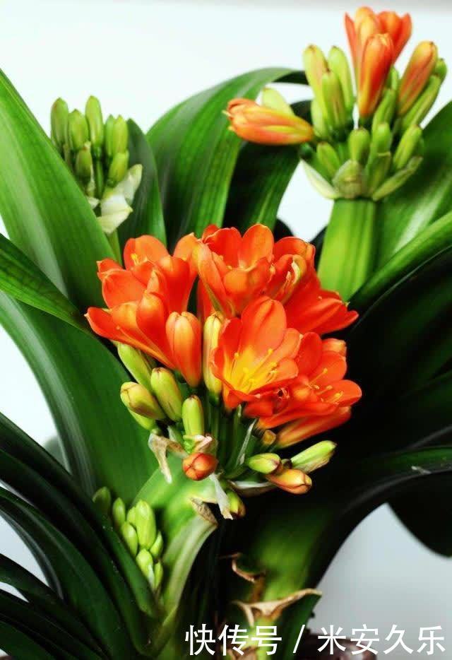 君子兰花后的“后遗症”,会遇到哪些问题,怎么解决呢?