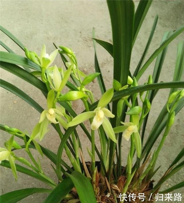 老花匠都爱养的2款“名贵”兰花,香味扑鼻,价格亲民,值得拥有