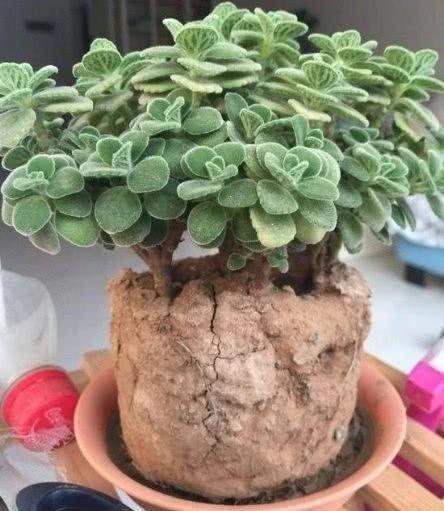 养花没那么顺利,碰上“土壤板结”怎么办撒点废料,很好解决