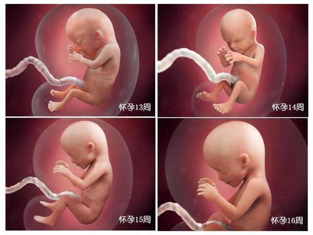 宝宝|胎儿40周变身记：从0.5厘米受精卵到50厘米宝宝，过程神奇