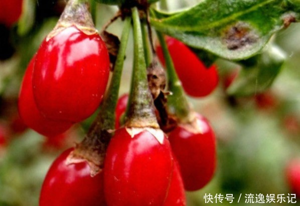 枸杞能保护肝脏,抵抗疲劳,注意枸杞冬季的管理,收获优质枸杞!