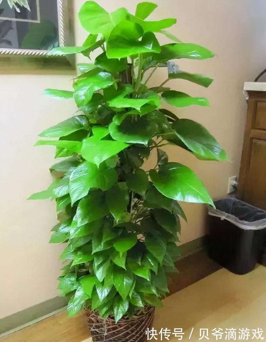 适合客厅养的“6种花”，一个比一个好养，一个比一个好看