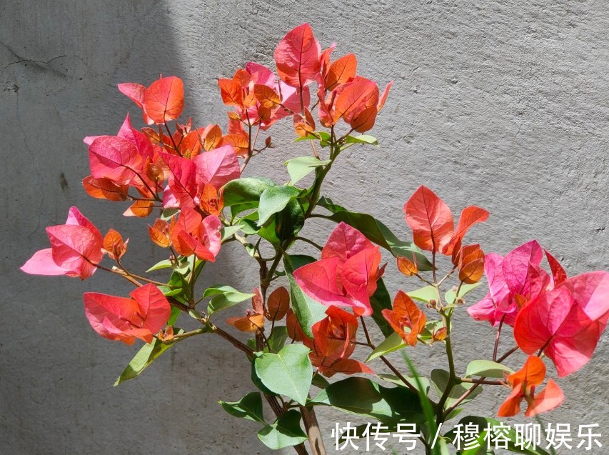 三角梅只长叶子不开花,赶紧剪一刀、虐一虐,花呼呼全开!