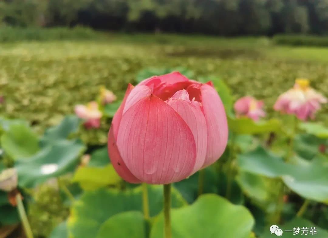 北坞|【一梦芳菲】夏行北坞公园
