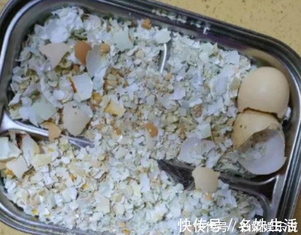 沙子|盆里埋点它，小虫子全没了，花越长越茂盛！