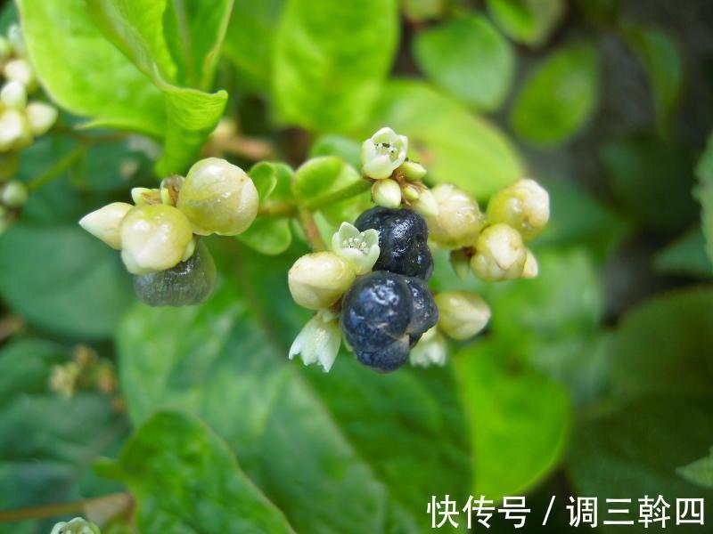 野草|感冒咳嗽老不好,不要不停吃药,不妨试试此野草,化痰止咳润肺