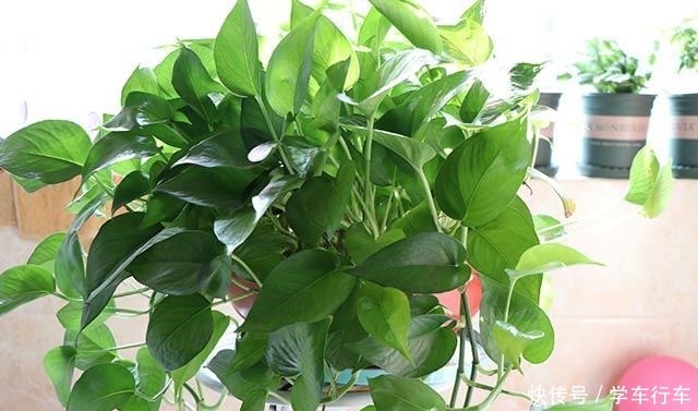 家里摆上这四盆花,吸甲醛,抗辐射,几块钱就买一盆!