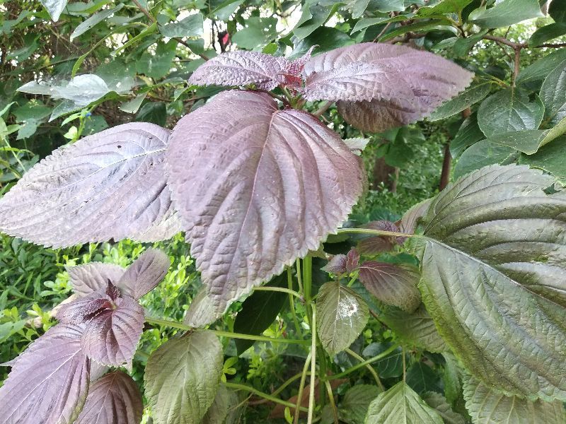 佛手瓜|立秋后,农贸市场8种菜可以多吃,对身体都有好处,对抗秋燥