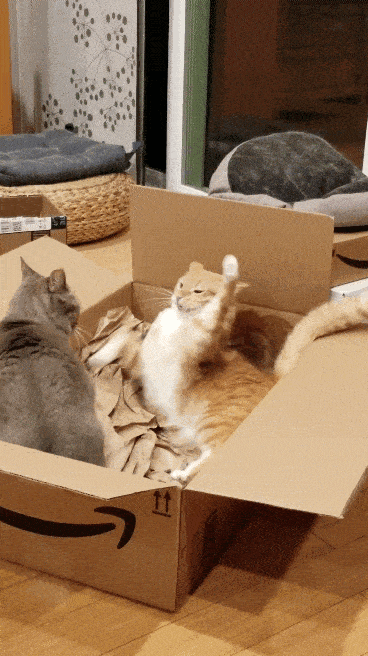 |搞笑GIF:哈哈太蠢了,被自己的尾巴吓了一跳