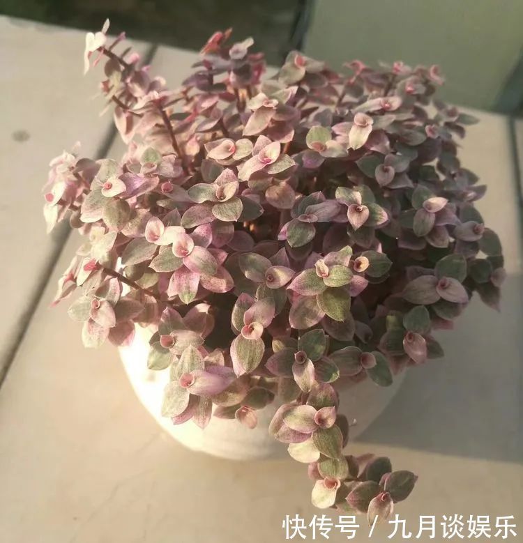佛系养肉人生活明朗，多肉可爱，唯适者生存！