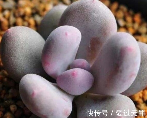 深秋的多肉桃美人怎么养,学会4个方法,叶片变得粉红粉红的