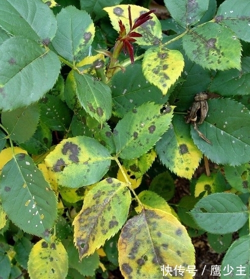 月季光杆后如何才能快速恢复生长,分清情况是关键