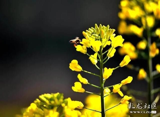 春天已“到货”！安宁万亩油菜花开啦|周末去哪儿 | 老年