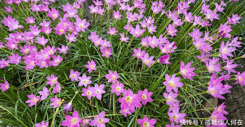 辛弃疾在秋天看着落叶,写下了一首哀婉的词,既有柔情也有爱国情!