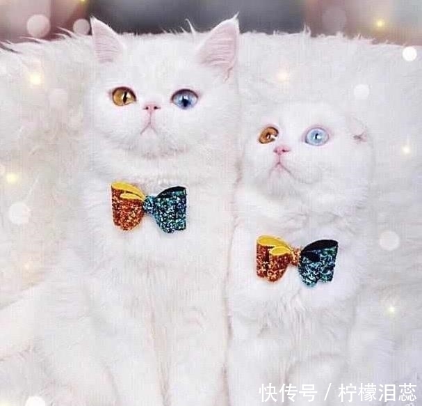 异瞳猫高颜值的悲痛,你们或许不甚了解