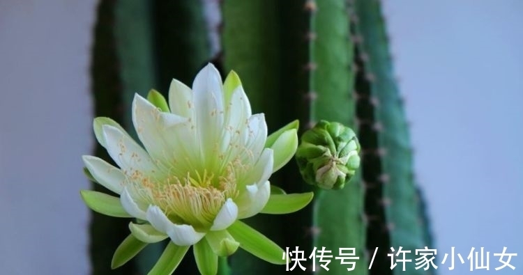 茉莉花|养花试试此几款，花开繁盛花香怡人，清新淡雅，散发迷人香味