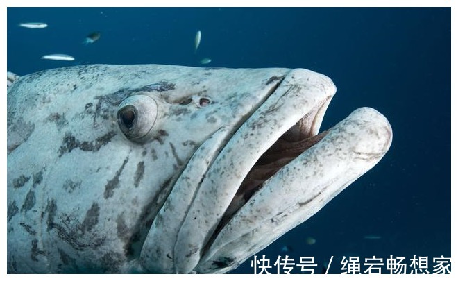 鱼贩|请停止食用这4种鱼,可能含有甲醛和重金属,鱼贩别扩散了