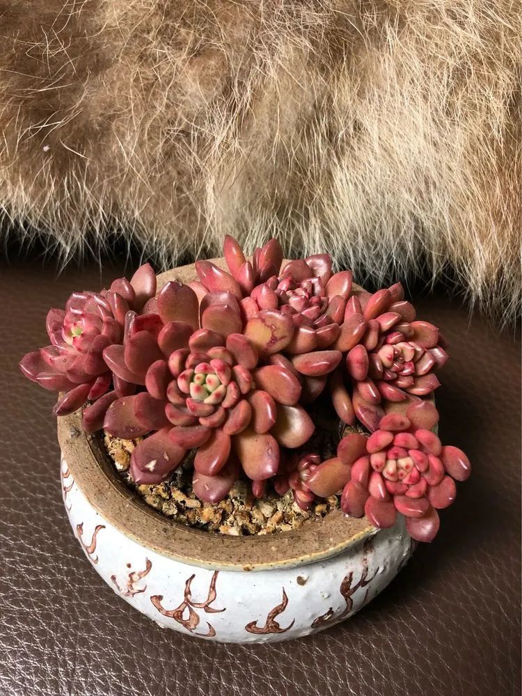 陪伴过我的都是心头肉!多肉陪我一路向前!