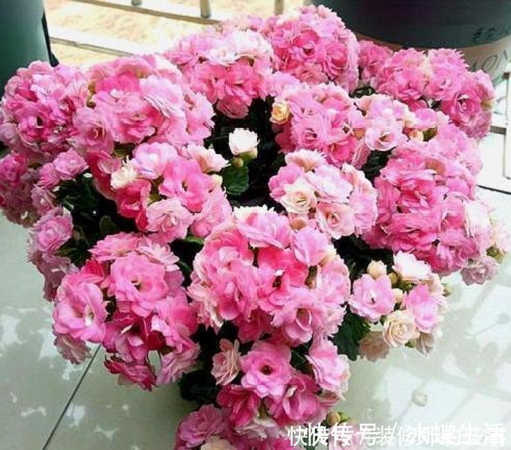 丽格海棠|4种花现在养刚刚好,夏天开花很漂亮,给点水就疯长,太好养