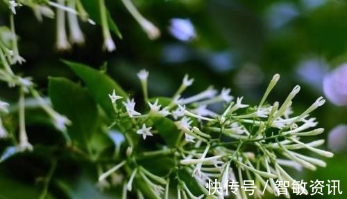 家中无法养这三类绿植，白送都不要，危害很大不建议养