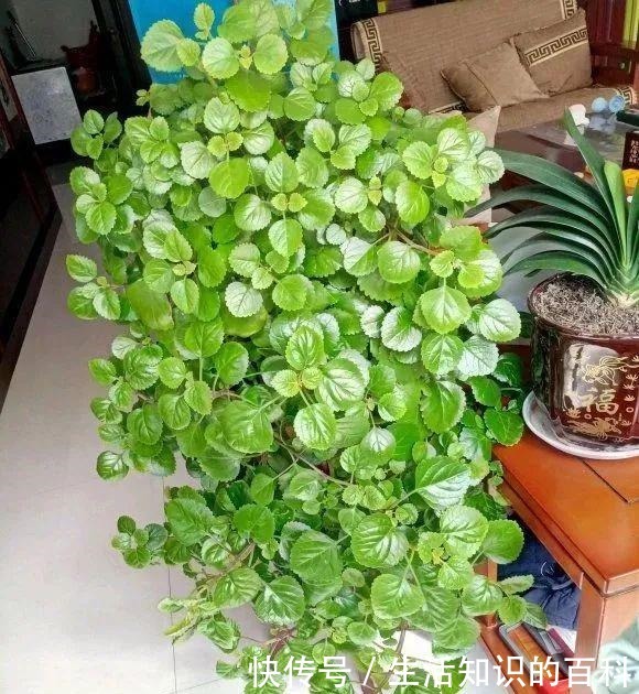 想省心就养这些花,没有病虫害,就爱开花!想省心就养这些花,没有病虫害,就爱开花!