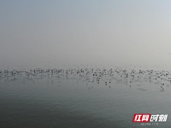 落户|好壮观！万羽候鸟落户大通湖过冬