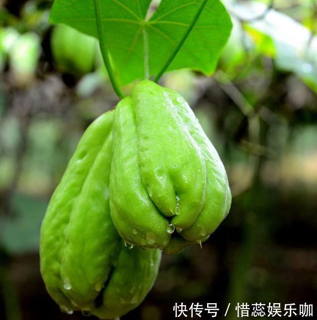 养胃|这才是佛手瓜最好吃的做法，简单家常，营养美味，驱寒又养胃