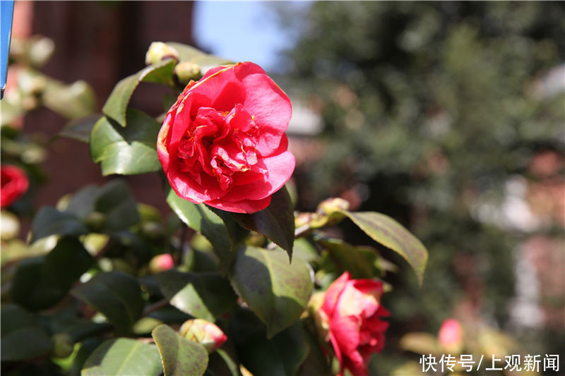 花开春意浓！黄浦美景等你来赏