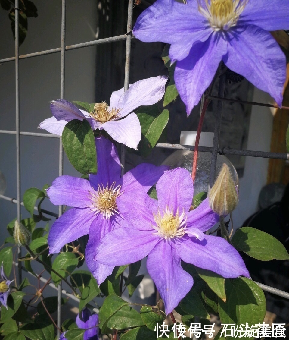 花卉|寓意“紫气东来”的5种花,养在家里“年年”都能开,太赞了