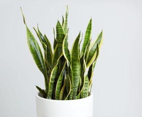 “旺运又招财”的4种花,家里养1盆,添福添财添喜庆