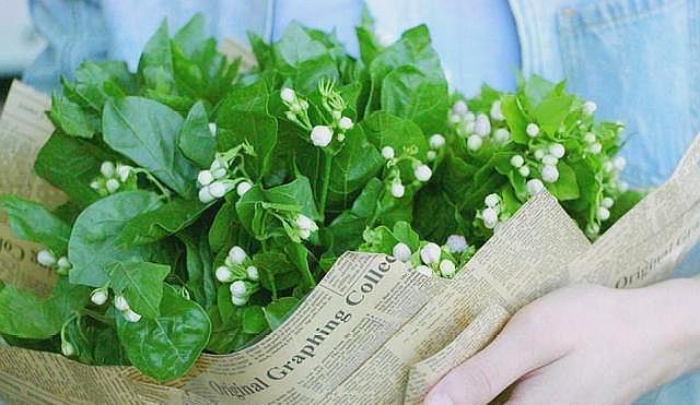 养茉莉“小窍门”,秒变开花机器,四季开花不断,次次开花都爆盆