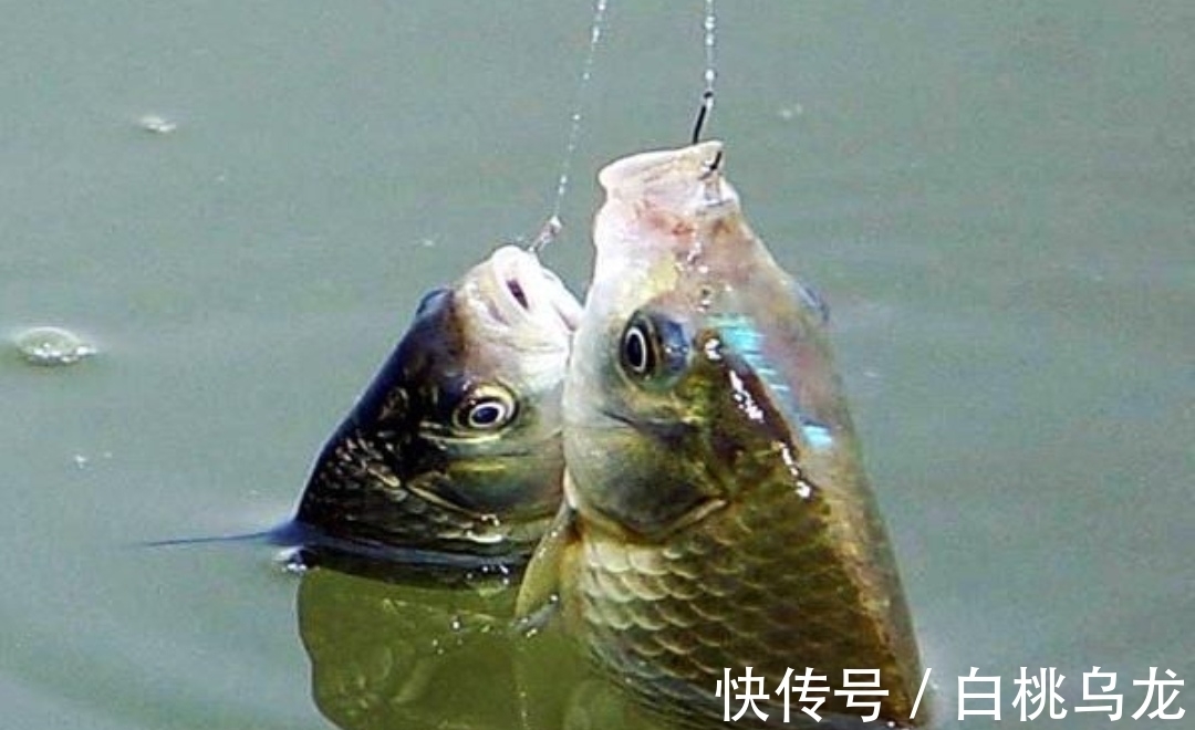 水域|冬季野钓鲫鱼,注意四个“小中求大”,鱼获多出不少